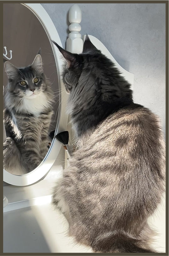 Élevage de Maine Coon dans les Hauts-de-France