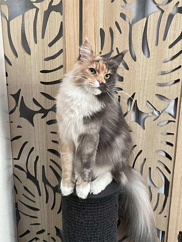 Chats Maine Coon LOOF à Arras