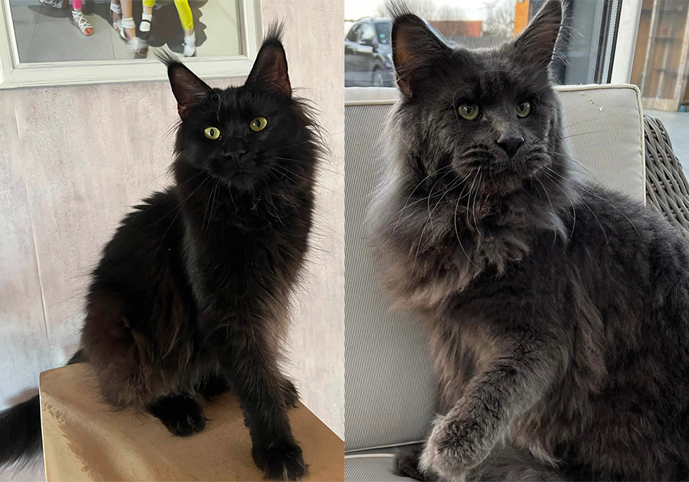 Chats Maine Coon LOOF à Arras