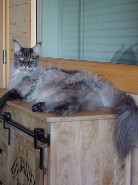 Chats Maine Coon LOOF à Arras