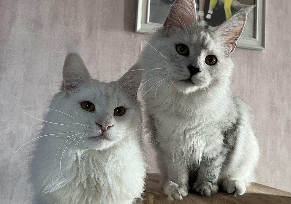 Chats Maine Coon LOOF à Arras