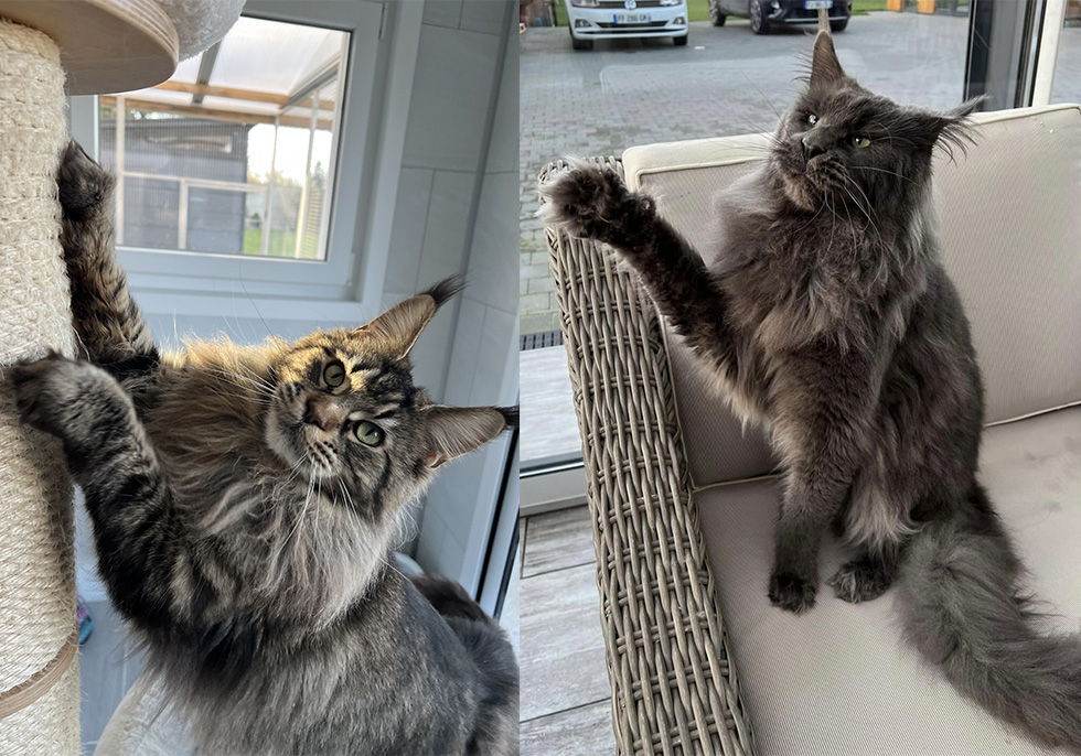 Chats Maine Coon LOOF à Arras
