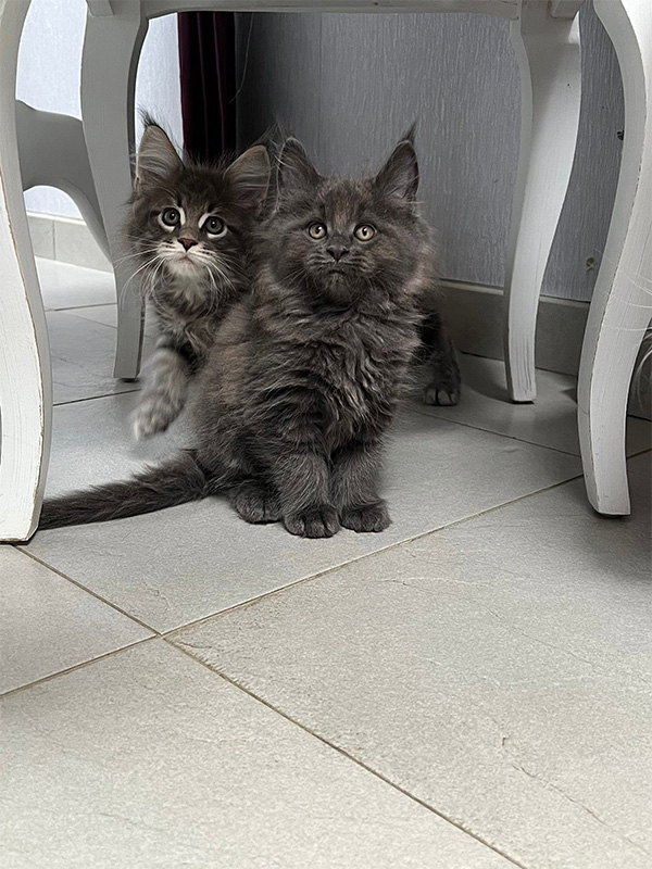 Achat d’un chaton Maine Coon à Arras