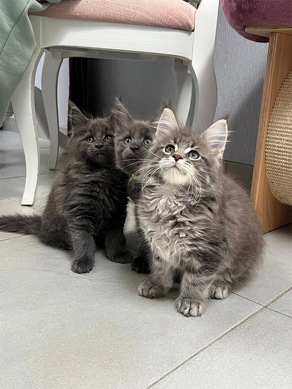 Achat d’un chaton Maine Coon à Arras