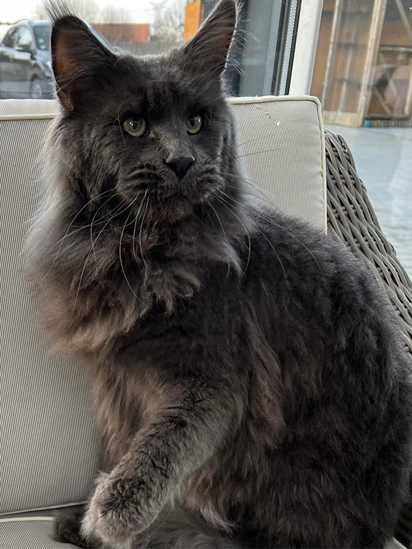 Chats Maine Coon LOOF à Arras