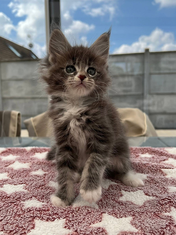Chatterie familiale de Maine Coon en Picardie