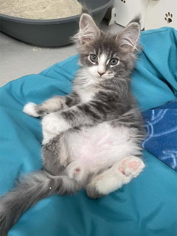 Chatterie familiale de Maine Coon en Picardie