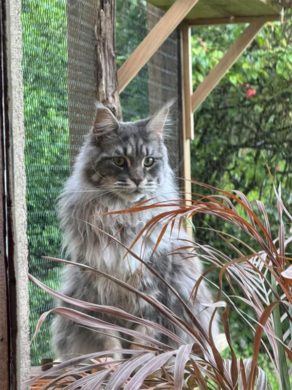 Chats Maine Coon LOOF à Arras