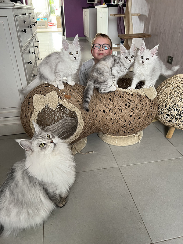 Chats Maine Coon LOOF à Arras