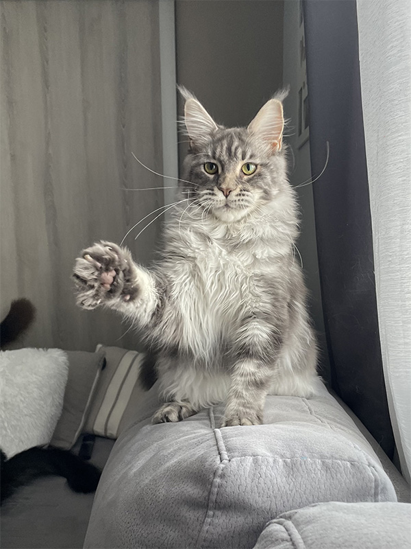 Chats Maine Coon LOOF à Arras