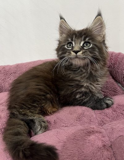 Male brown mackerel tabby