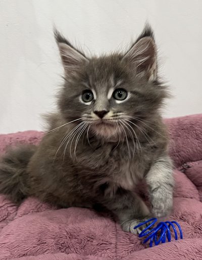 Mâle bleu blotched tabby