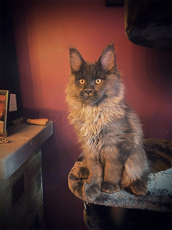 Chats Maine Coon LOOF à Arras