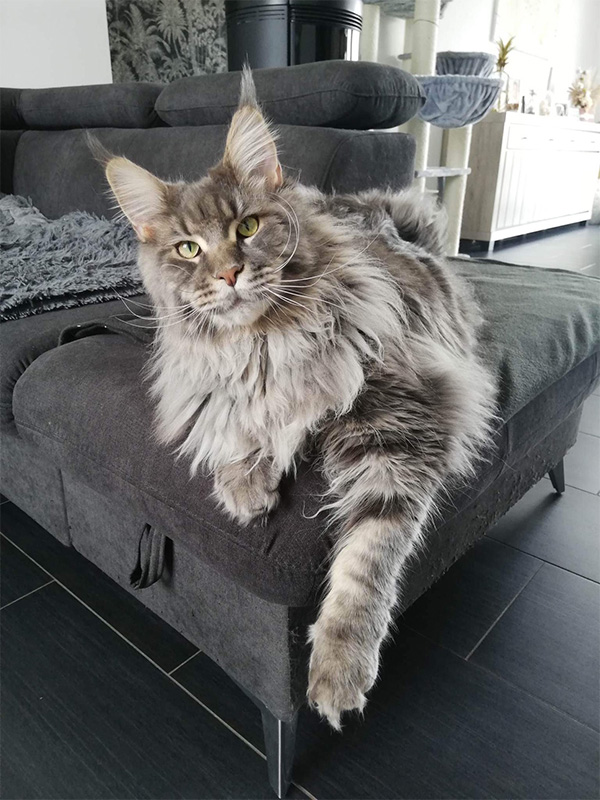 Chats Maine Coon LOOF à Arras