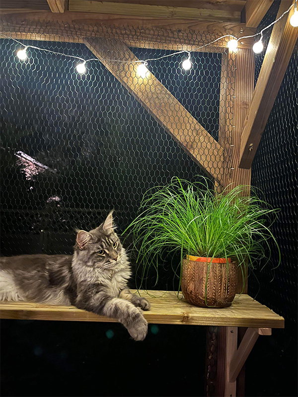 Chats Maine Coon LOOF à Arras