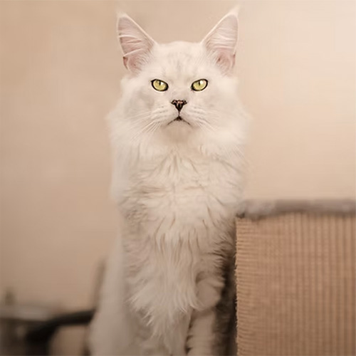 Chats Maine Coon LOOF à Arras