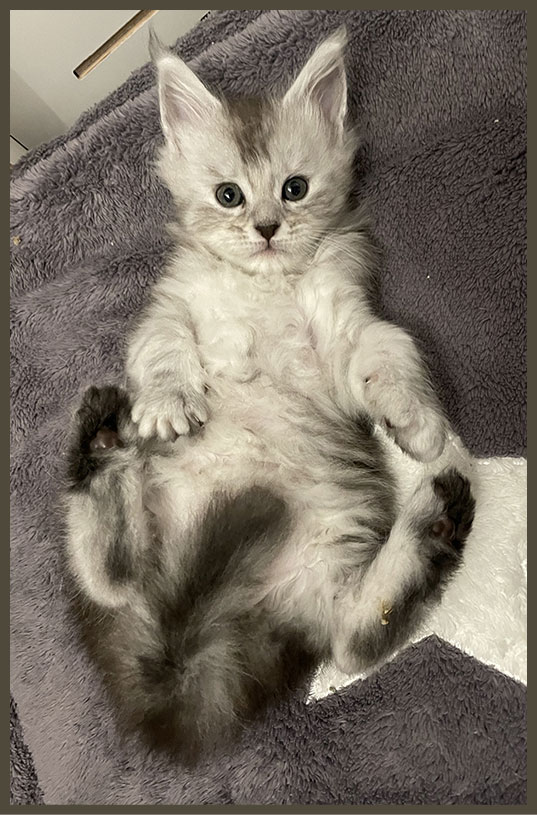 Élevage de Maine Coon dans les Hauts-de-France