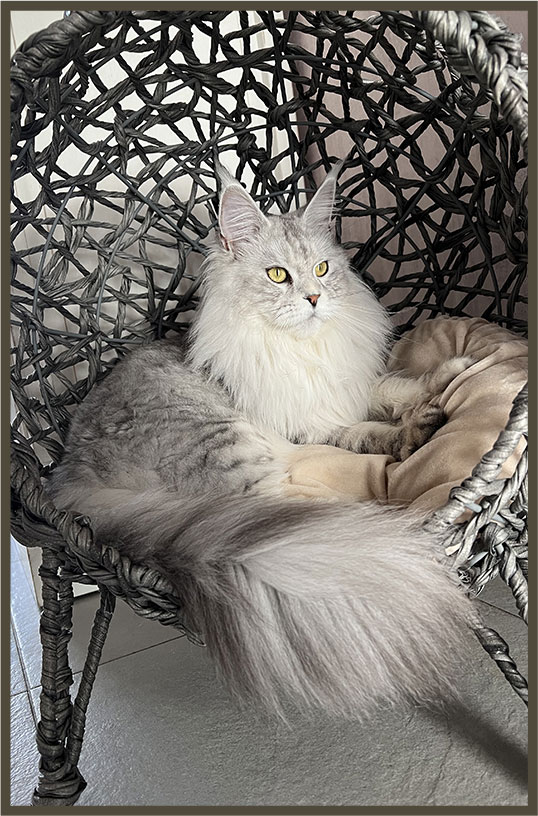 Élevage de Maine Coon dans les Hauts-de-France