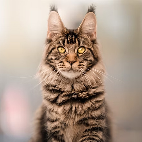 Chats Maine Coon LOOF à Arras