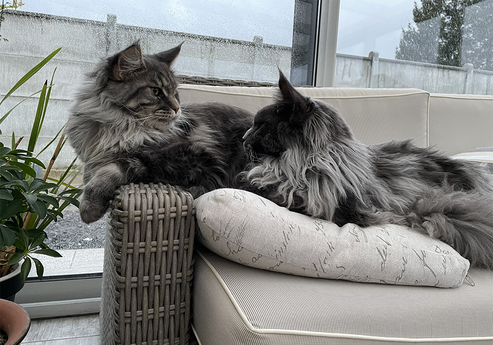 Chats Maine Coon LOOF à Arras