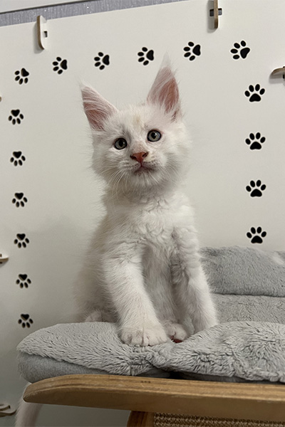 Achat d’un chaton Maine Coon à Arras