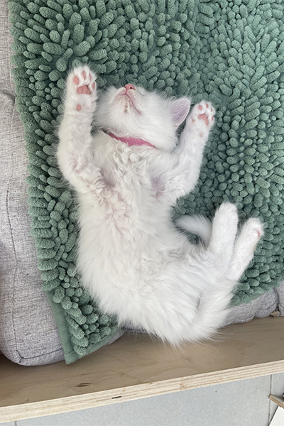 Achat d’un chaton Maine Coon à Arras