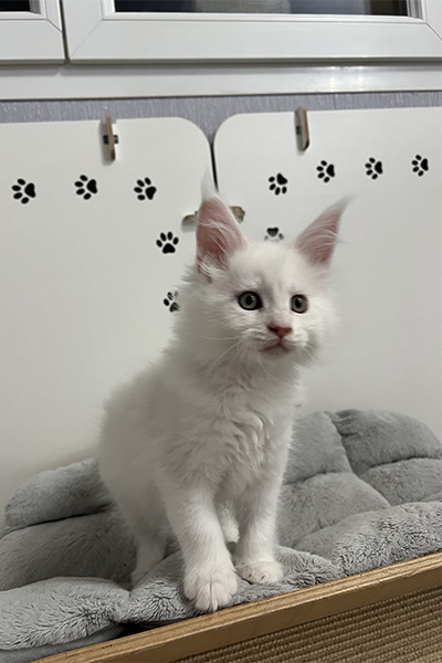 Achat d’un chaton Maine Coon à Arras