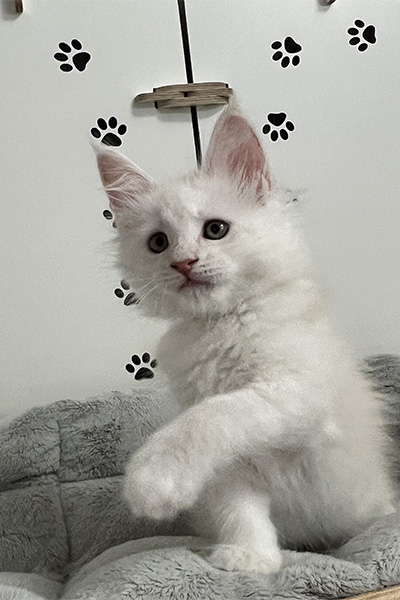 chat-dispo-4