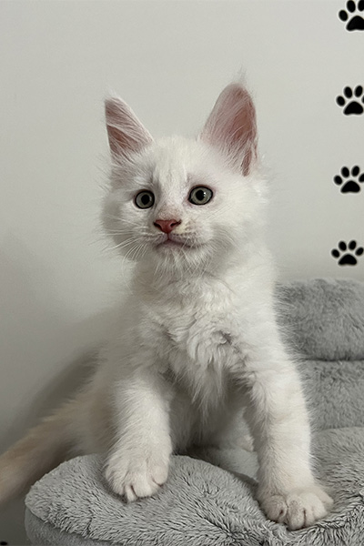 Achat d’un chaton Maine Coon à Arras