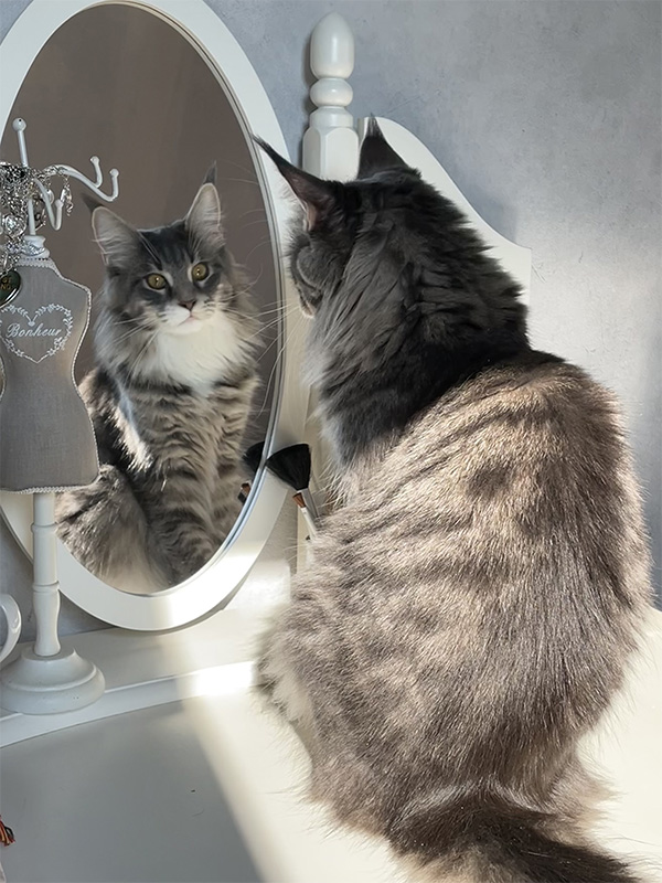 Chatterie familiale de Maine Coon en Picardie