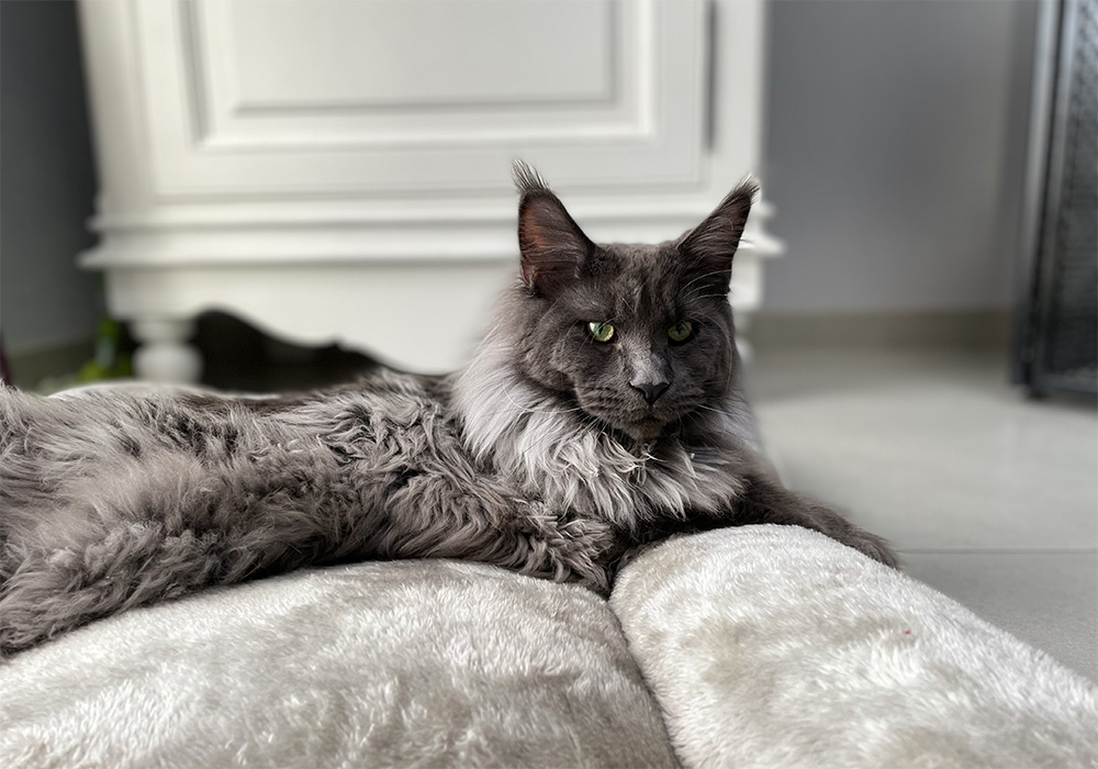 Chatterie familiale de Maine Coon en Picardie