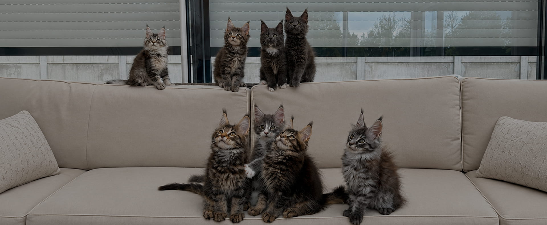 Élevage de Maine Coon dans les Hauts-de-France