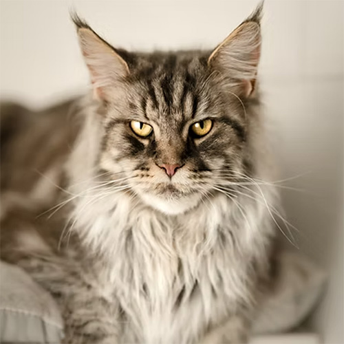Chats Maine Coon LOOF à Arras