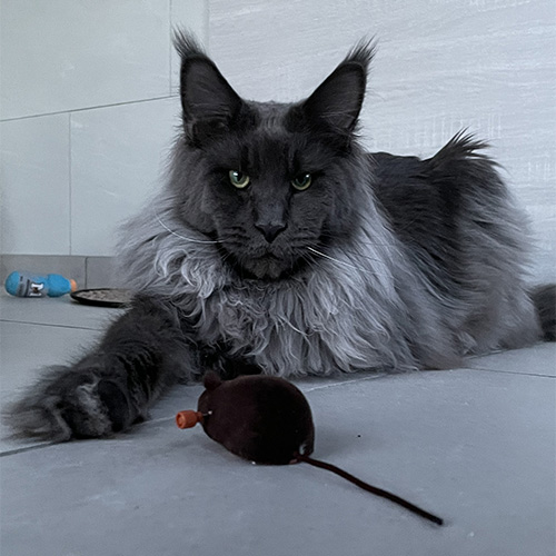 Chats Maine Coon LOOF à Arras