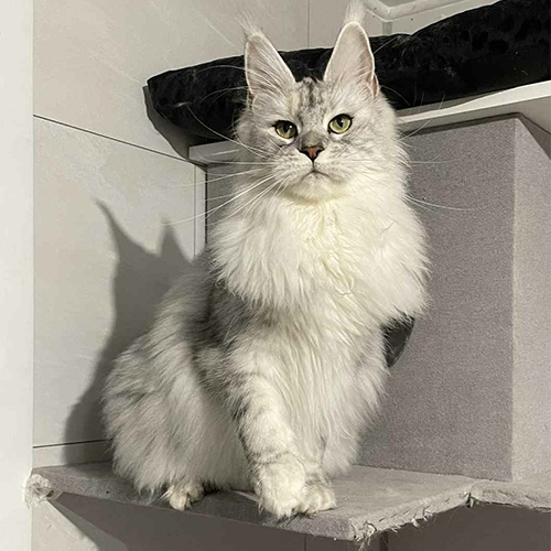Chats Maine Coon LOOF à Arras