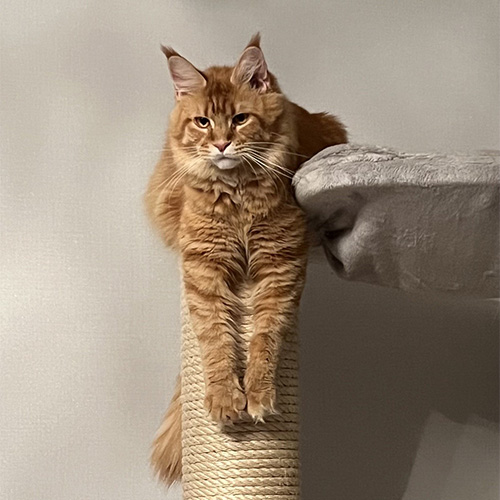 Chats Maine Coon LOOF à Arras
