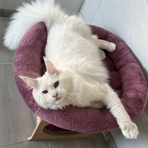 Chats Maine Coon LOOF à Arras