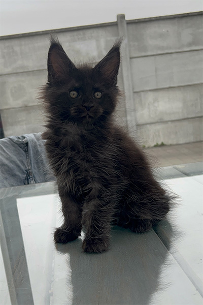 Achat d’un chaton Maine Coon à Arras