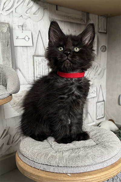 Achat d’un chaton Maine Coon à Arras