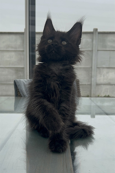 Achat d’un chaton Maine Coon à Arras