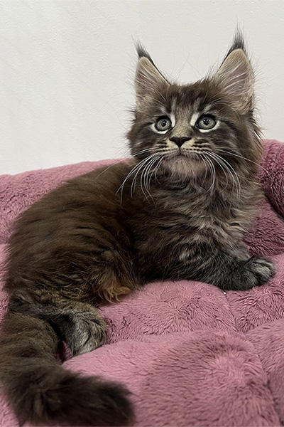 Achat d’un chaton Maine Coon à Arras