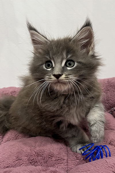 Achat d’un chaton Maine Coon à Arras