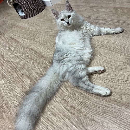Chats Maine Coon LOOF à Arras