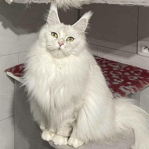 Chats Maine Coon LOOF à Arras