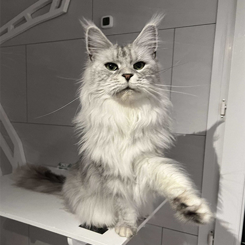 Chats Maine Coon LOOF à Arras
