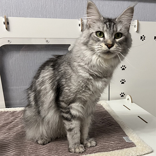 Chats Maine Coon LOOF à Arras