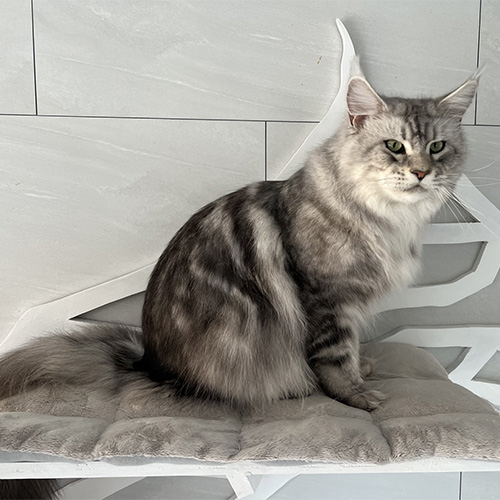 Chats Maine Coon LOOF à Arras