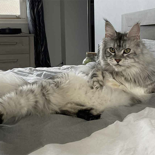 Chats Maine Coon LOOF à Arras